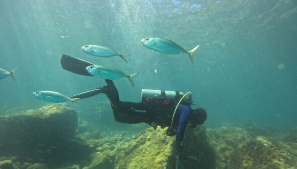 ONG busca ciência para orientar manejo sustentável de costões rochosos