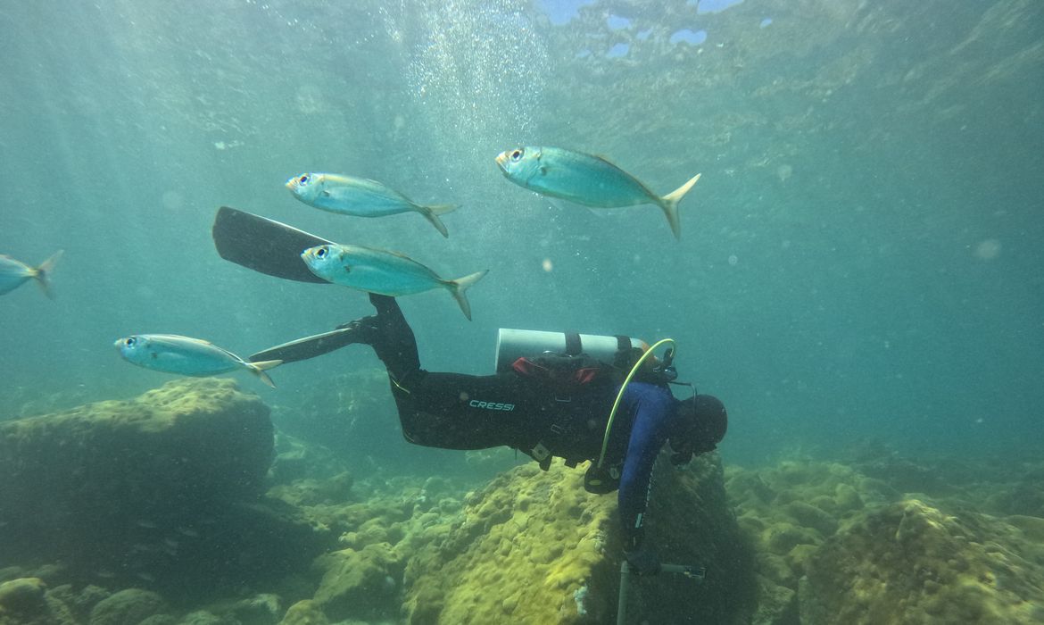 OAB Barro Preto - ONG busca ciência para orientar manejo sustentável de costões rochosos