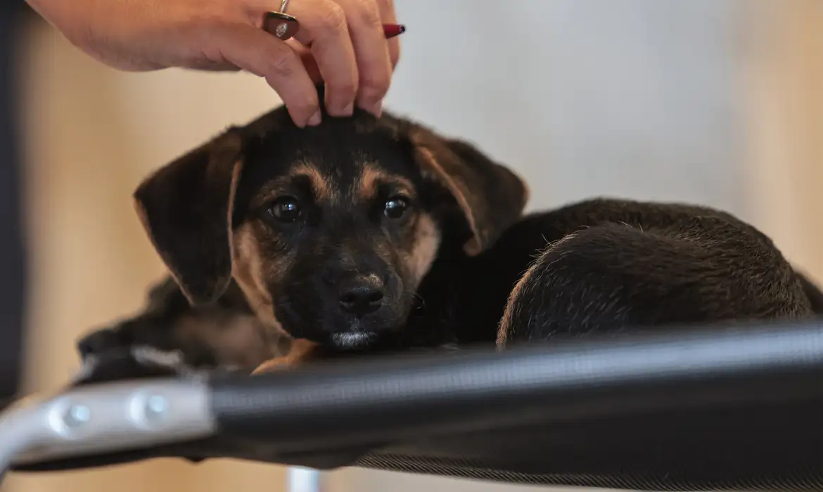 OAB Barro Preto - Lei define guarda compartilhada de pets; veja detalhes