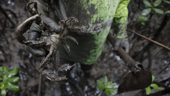 Pesquisadores identificam presença de mercúrio e chumbo em caranguejos
