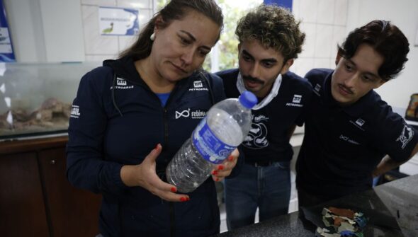 Mais de 93% dos peixes vendidos no litoral do Paraná têm microplástico