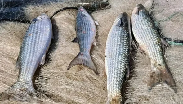 Pesca de tainha na modalidade arrasto de praia está suspensa