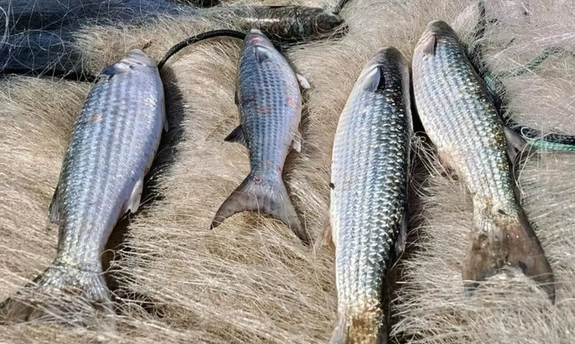 OAB Barro Preto - Pesca de tainha na modalidade arrasto de praia está suspensa