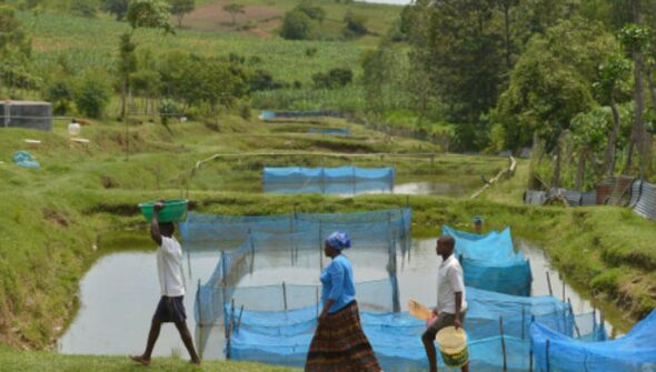 Estudo alerta para avanço de bactéria em criações de peixes