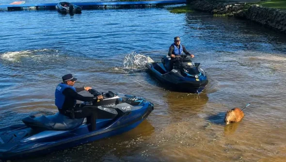 Capivara é morta com flechada na represa de Guarapiranga em SP