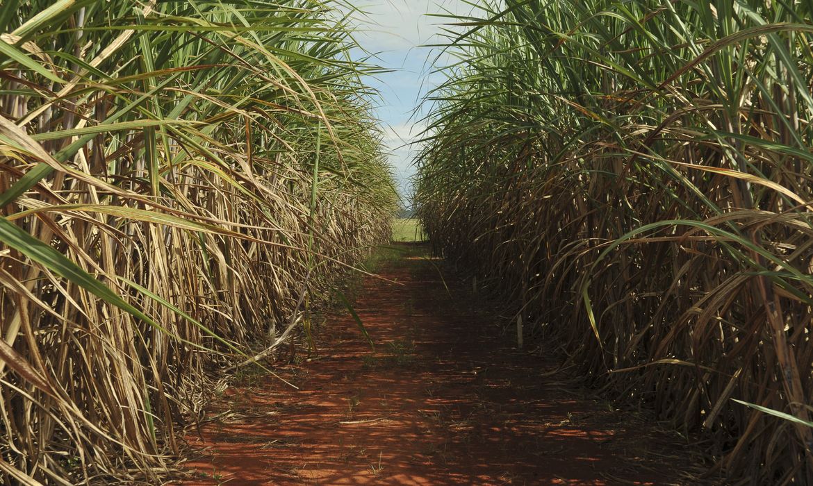 OAB Barro Preto - Safra de cana-de-açúcar deve crescer 4,7% em relação ao ano de 2025