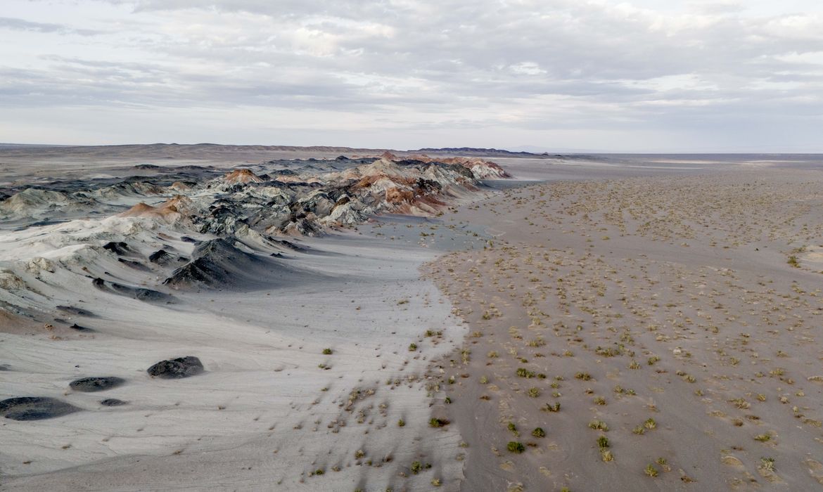 OAB Barro Preto - Fungos podem restaurar terras degradadas e combater crise climática