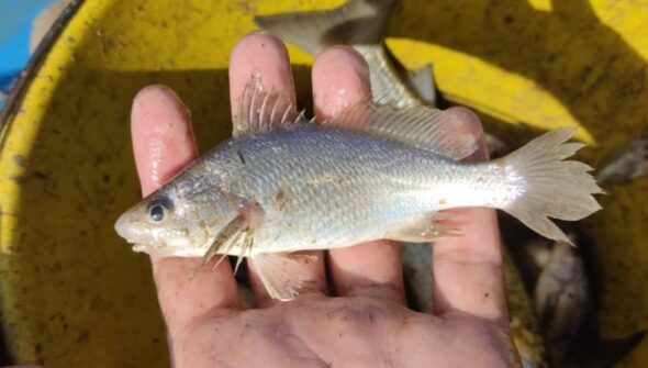 Cientistas identificam taxa recorde de deformações em peixes do ES