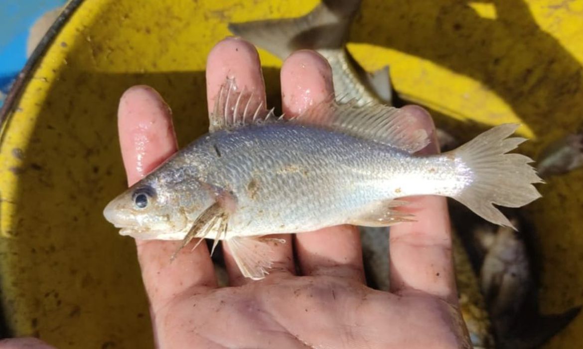 OAB Barro Preto - Cientistas identificam taxa recorde de deformações em peixes do ES