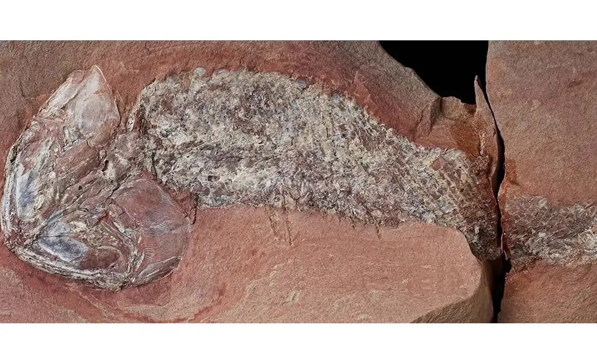 OAB Barro Preto - Estudo mostra fóssil de peixe pré-histórico encontrado em Mato Grosso