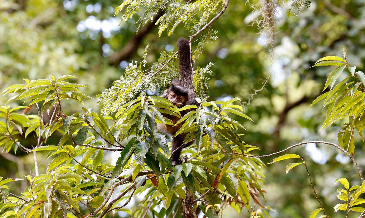 OAB Barro Preto - Entidade cobra compromisso de candidatos com direitos da natureza