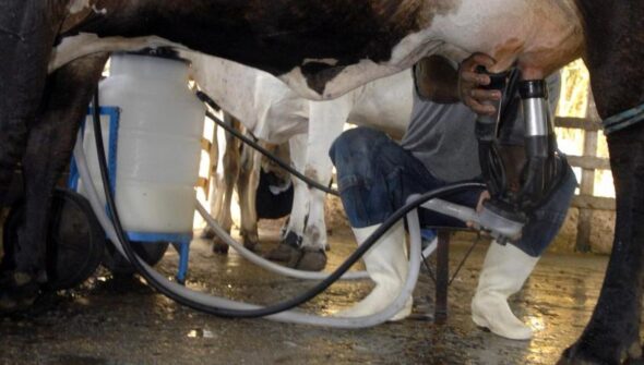 Produção de leite bate recorde mesmo com redução de vacas ordenhadas