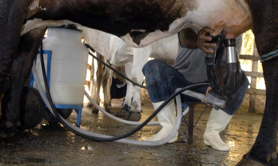 OAB Barro Preto - Produção de leite bate recorde mesmo com redução de vacas ordenhadas