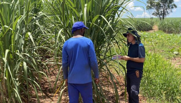 Fiscais resgatam 479 vítimas de escravidão moderna no mês de agosto