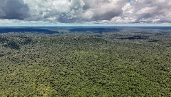 MapBiomas: Amazônia registra menor nível de desmatamento em 41 anos