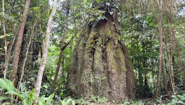 Lista das espécies da flora ameaçadas de extinção é atualizada