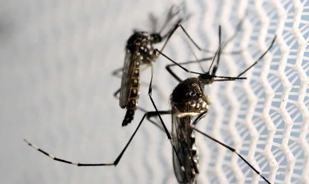 OAB Barro Preto - Aedes aegypti: quase metade dos municípios está em alerta ou risco